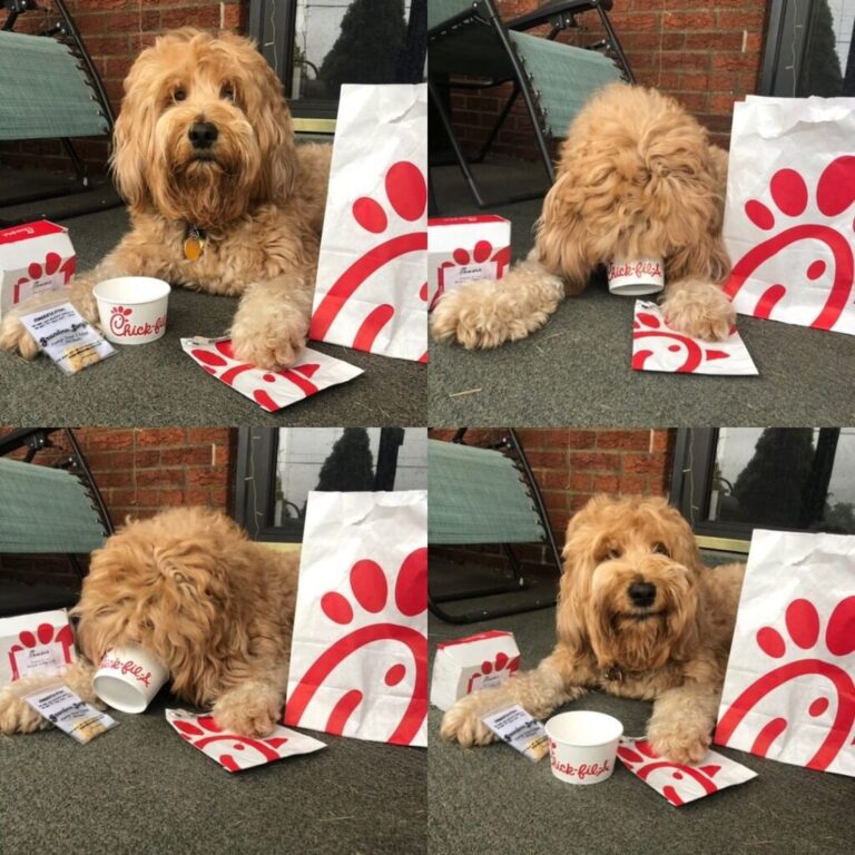 Chick Fil a Dog Menu